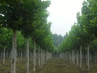 农村最实用的农机有哪些,2018年的新型农机视频