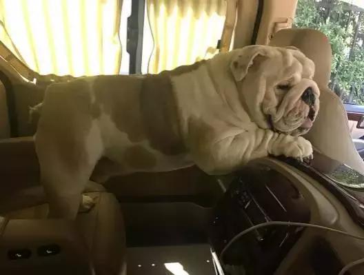 英牛的特征是什么,英牛智商高吗值得买吗