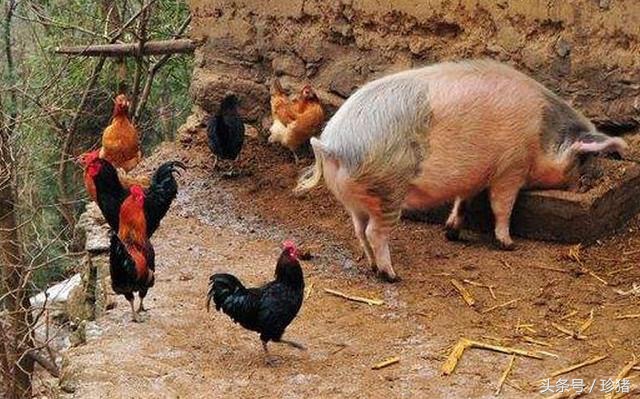 母猪头胎难产掏了还能用吗,为什么母猪头胎配杜洛克容易难产