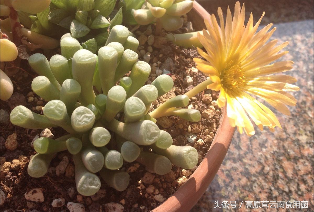 常见的番杏科多肉种植品种8枚，喜欢的话就收藏吧！