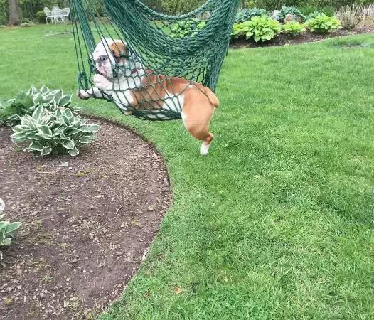 英牛的特征是什么,英牛智商高吗值得买吗