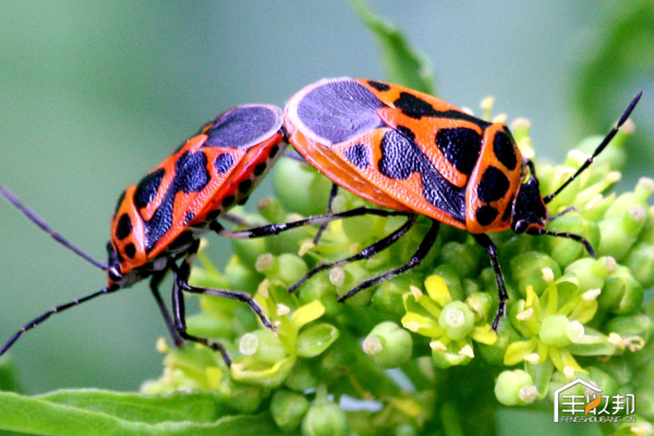 种植白菜心怎么管理,防治白菜萝卜病虫害哪个药好