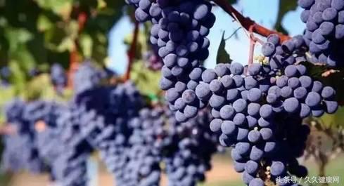 处暑到了这些养生知识要牢记,处暑养生有四原则这些食物可常吃