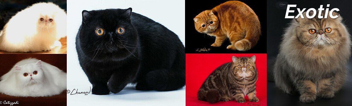 不同品类的猫咪价格,猫咪各品种什么价格