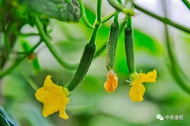 迷你农业怎么做,网红迷你农业怎么玩