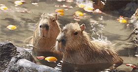 菜鸟怎么组装电脑,菜鸟怎么炼成的