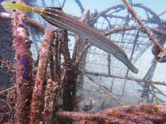 马来西亚仙本那潜水证怎么考,马来西亚仙本那潜水证要钱吗