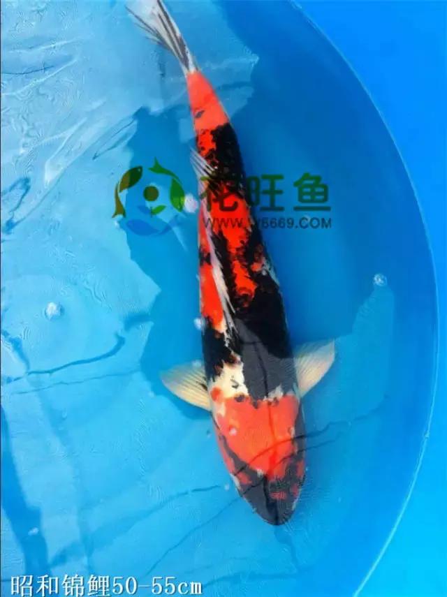 极品丹顶红,五色丹顶跟红白丹顶哪个贵