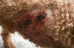 人被狗咬了要打狂犬疫苗吗,人被狗咬了需要打几针