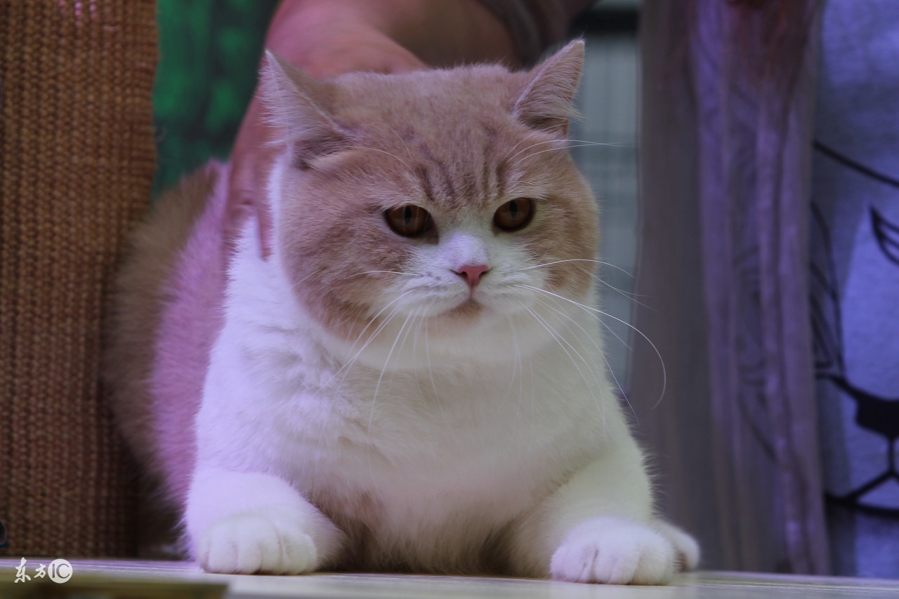 猫咪呕吐白色黏液是怎么回事,猫咪呕吐可以吃什么人类的药