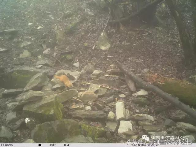 探秘黑河森林公园,黑河森林公园野生动物