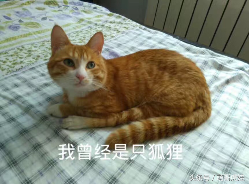小猫尿床穿纸尿裤,宠物猫老是尿床