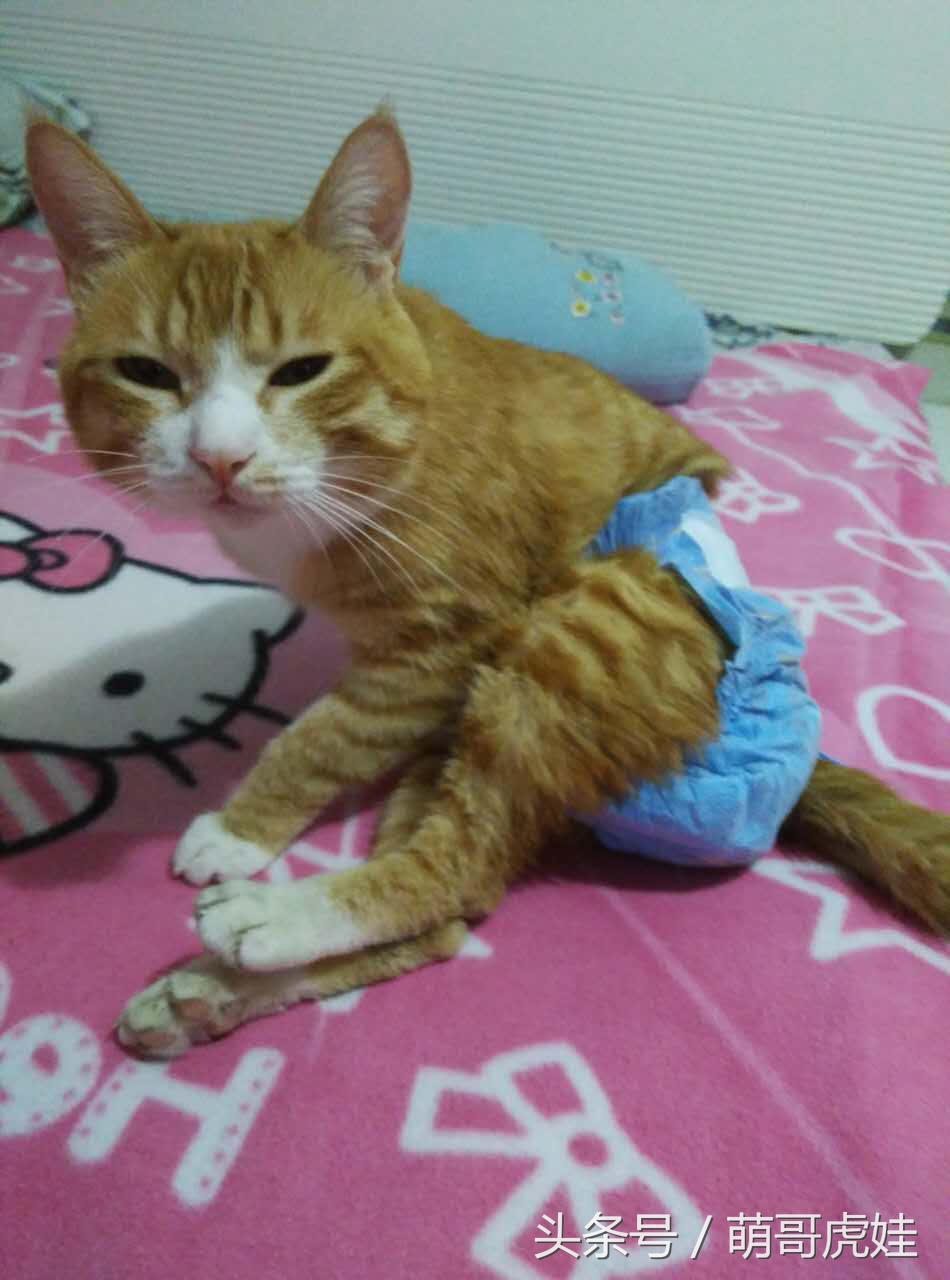 小猫平时很乖巧过一阵就尿床,小猫总是半夜来床上枕头上尿尿