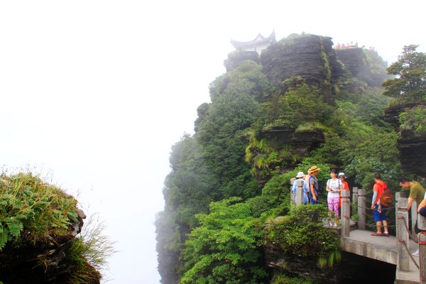天天有人去山上采蘑菇,每天来观看的游客上万人