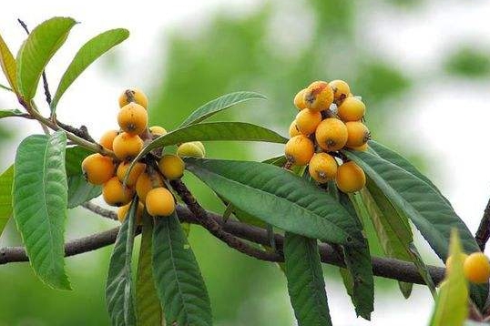 小孩咳嗽偏方真的太有效果95%家长都收藏了