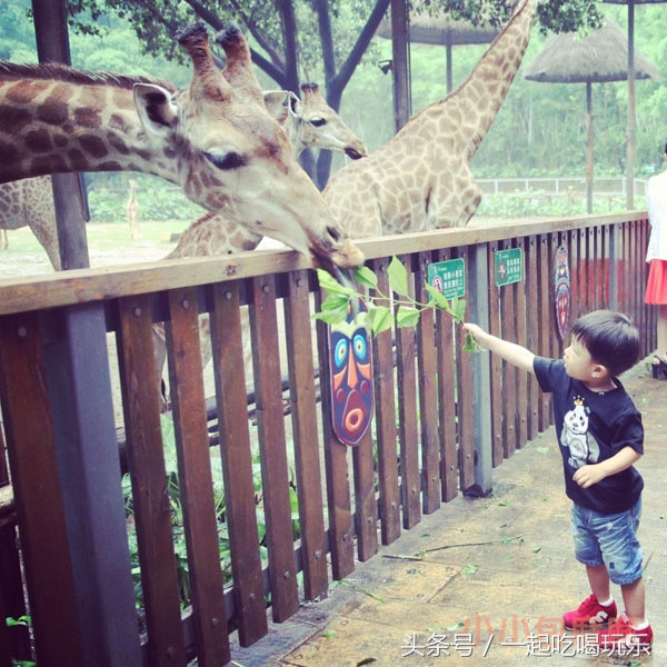 带宝宝长隆野生动物园旅游攻略,广州长隆野生动物园旅游攻略