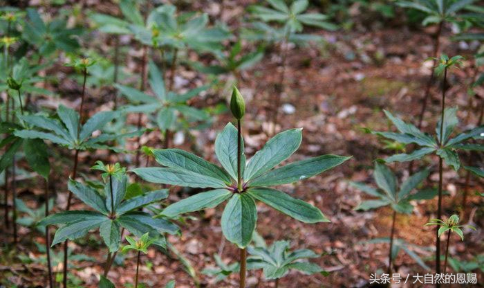 七叶一枝花有什么作用和功效,七叶一枝花