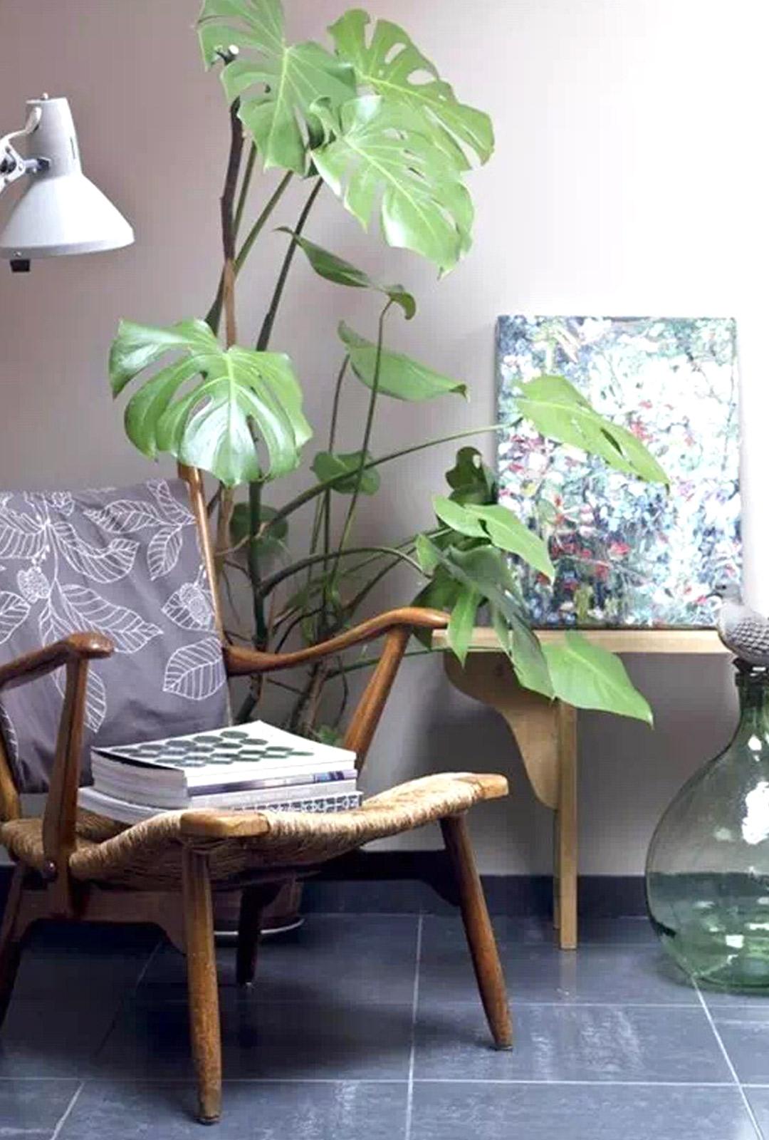 天南星对皮肤有毒吗,天南星科植物都有毒吗