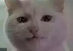 七夕你们都收到男票送的礼物了吗,七夕送男朋友什么会很开心