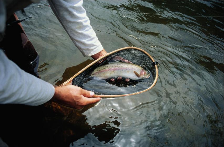 怎么钓到断鱼,怎么才能钓到半截鱼