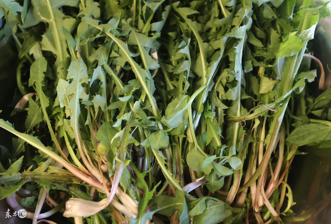 农村有哪些野草野菜可治疗胆囊炎,胆囊炎最怕的四种蔬菜苦菜