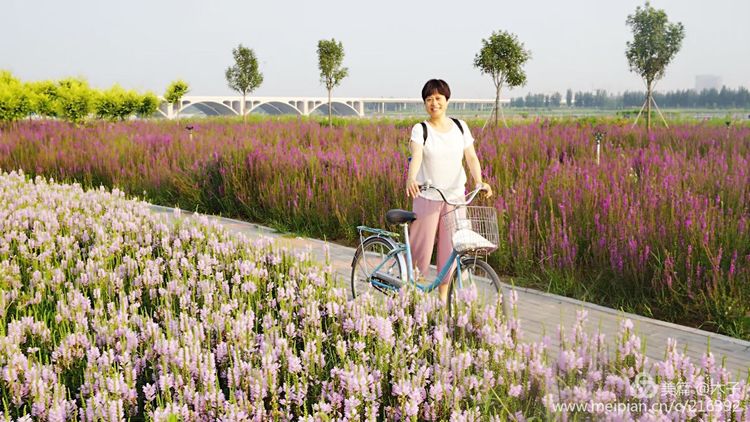 一花一叶总关情，一辆单车游古城，美哉正定！