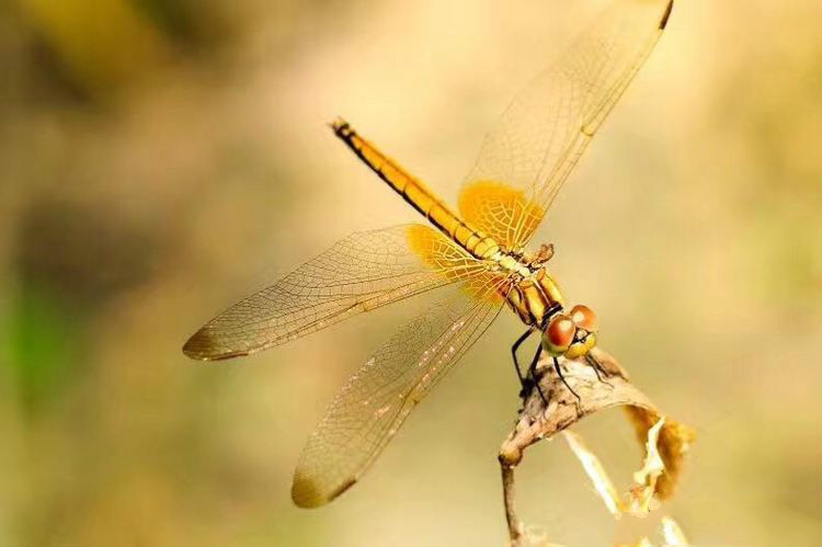 世界因你而美好原唱,世界因你而美好