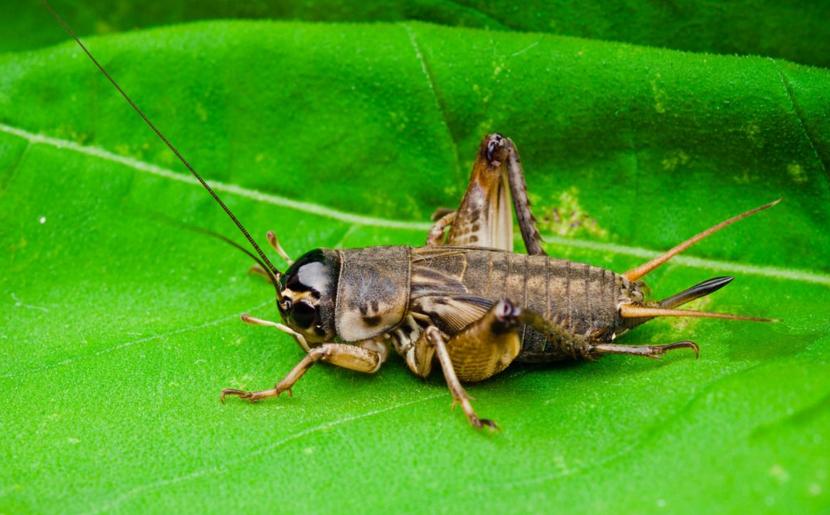 种的蔬菜刚发芽就被虫吃了,种的菜出来就被虫吃了