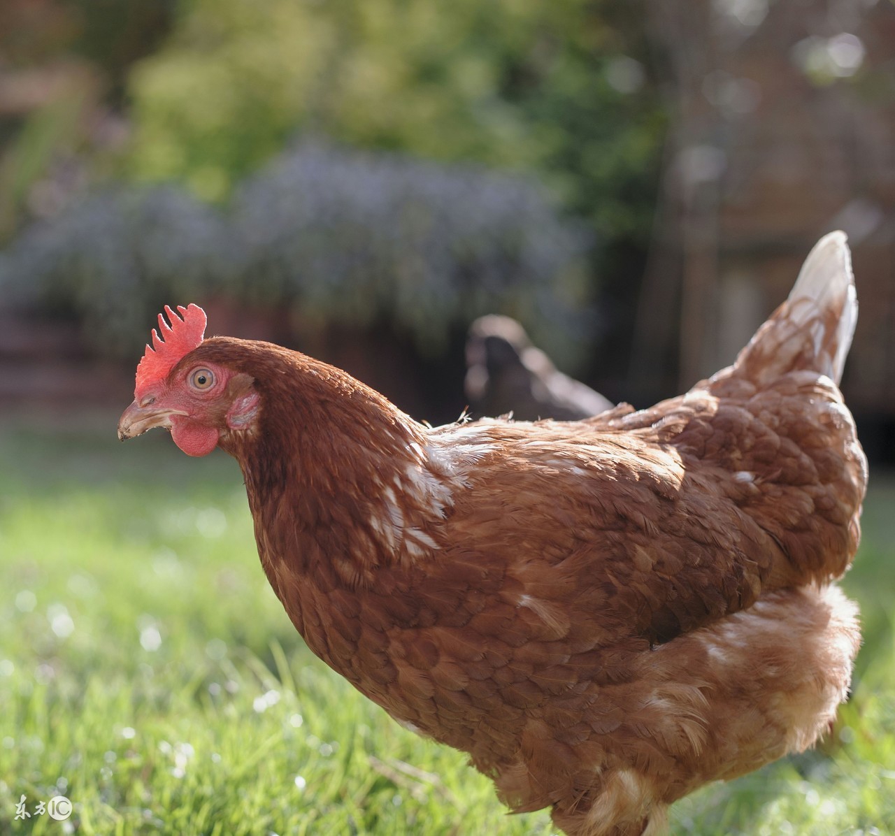 养鸡人为什么不吃鸡,鸡为什么不能喂得太饱