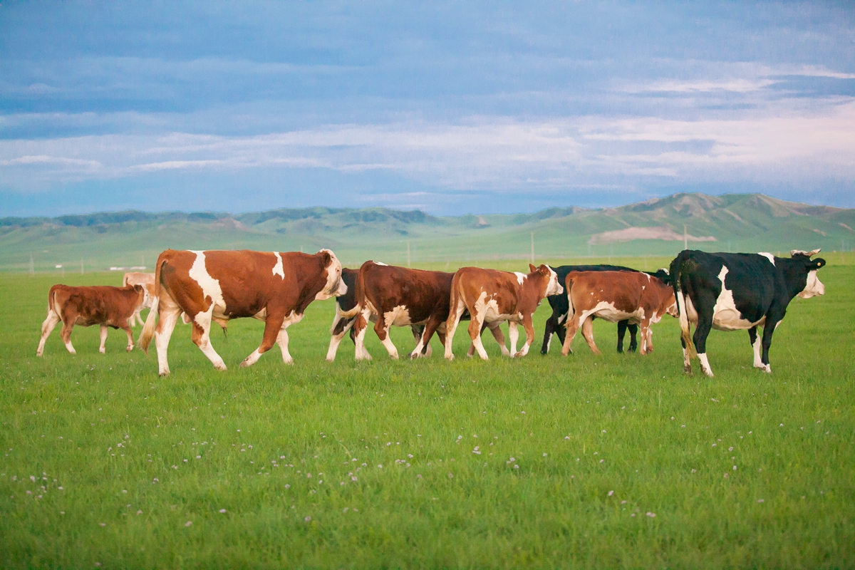 去内蒙，有多少人因为不懂这些文化而闹出了笑话