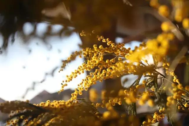 七夕第一次去花店买花应该怎么做,花店七夕节怎么卖花