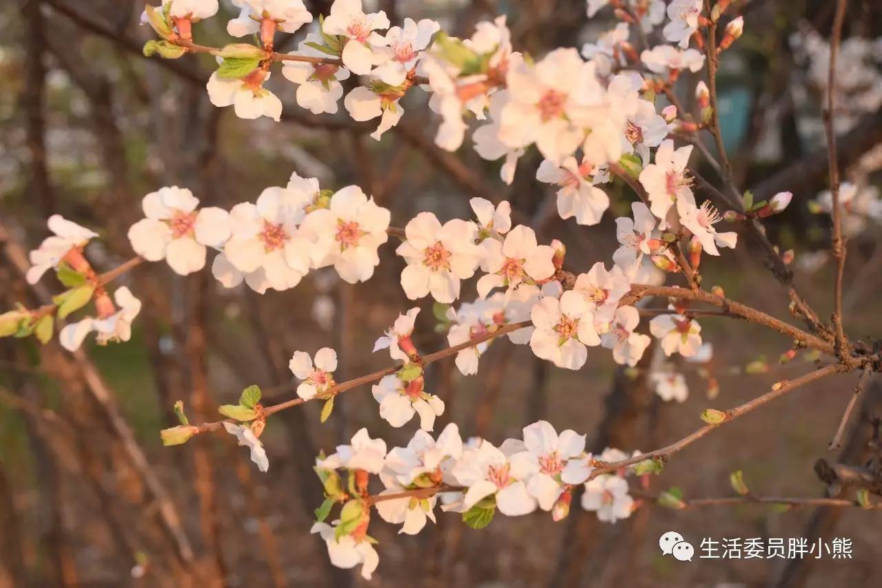一个人的旅行延吉,延吉旅行日记