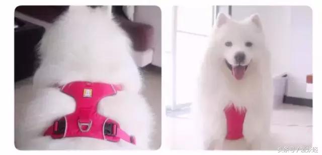 Todayis七夕,这盆狗粮爱妖经替你验过,放心吃吧