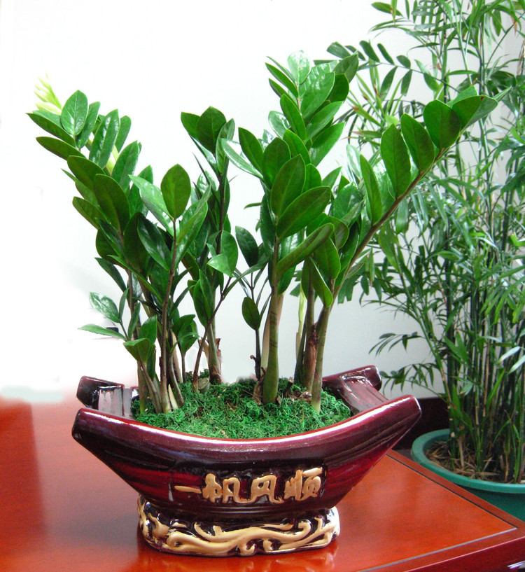 金钱树的养护及管理,金钱树的治病方法