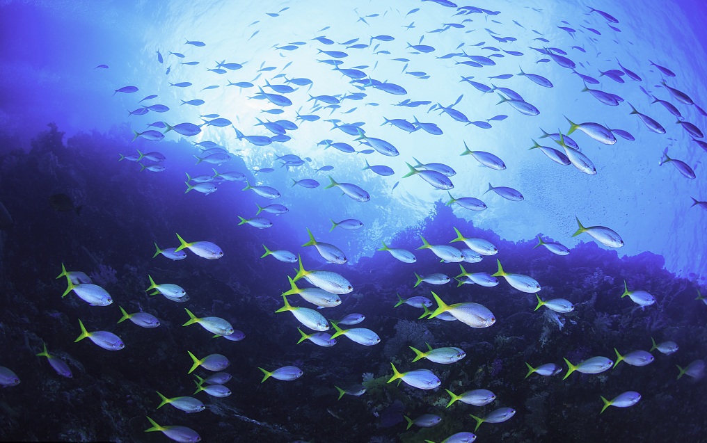 帕劳旅游最美风景攻略,帕劳旅游攻略自由行