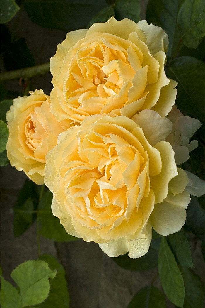 玫瑰花29支的花语,送花给女生玫瑰花语