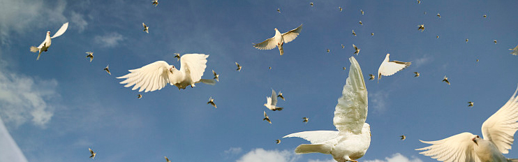 鸽痘怎么预防,鸽子眼部鸽痘怎么治