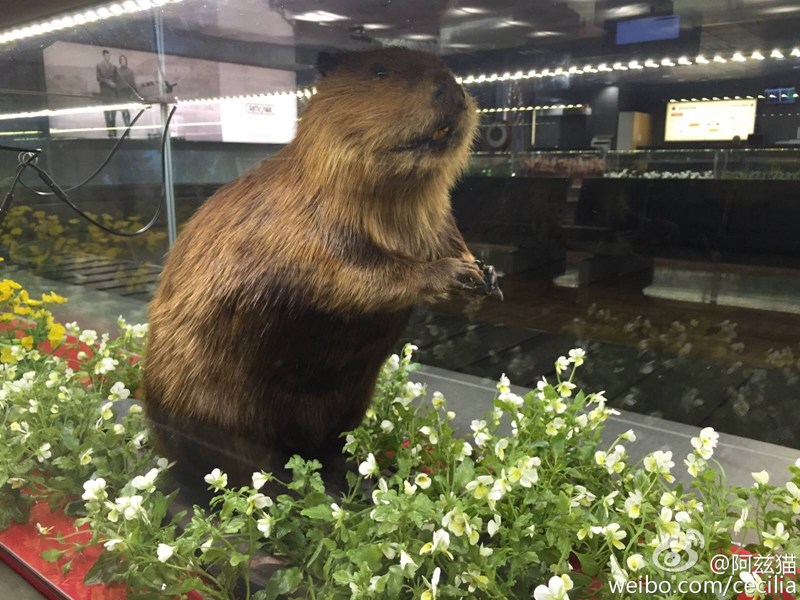 中国到塞尔维亚是哪个航空公司,中国到欧洲最快飞机