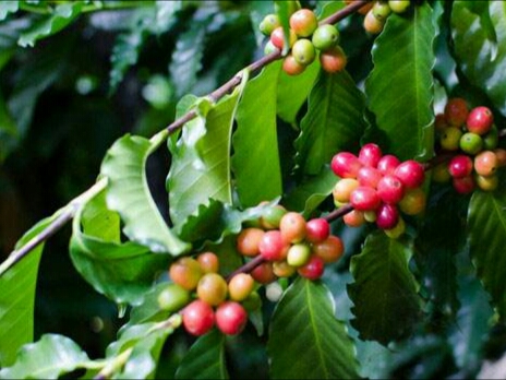 亚洲每个国家的国花是什么,世界各国国花的资料