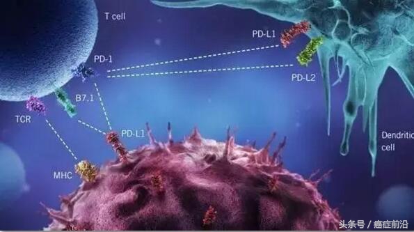 pd1抗体进行免疫治疗费用多少,pd-1抗体