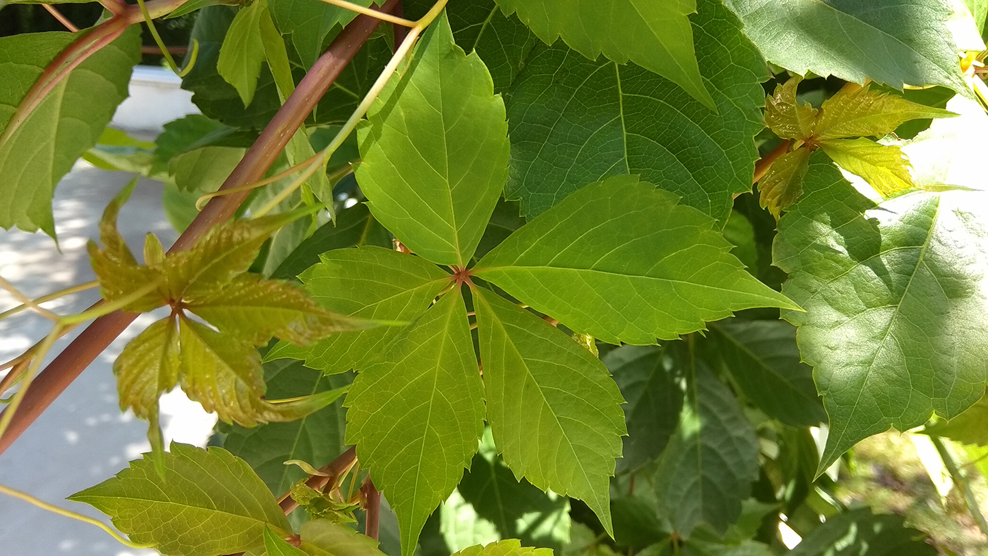 红米note5a高配版怎么样,小米note5a和红米note5a