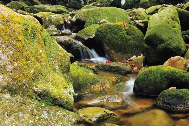 西双版纳原始森林有什么稀有植物,西双版纳热带雨林贵重植物