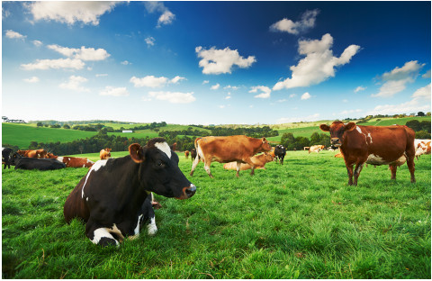 澳洲有什么药膏治湿疹,墨尔本治疗湿疹的药怎么买