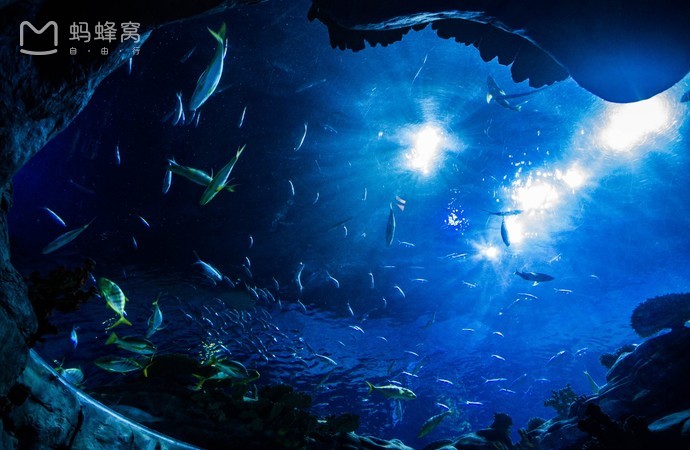 目前国内最好的海洋馆排名,全国排名前十的海洋馆