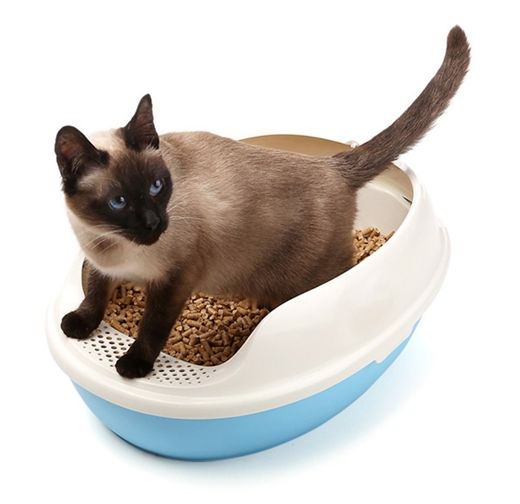 早早出家门踩到猫屎是什么预兆,在家踩到猫屎是好兆头么