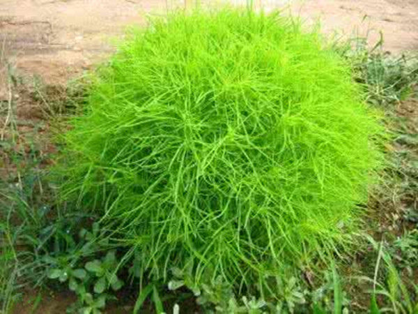 农村常见的野草及功效,你知道的农村最常见的野草