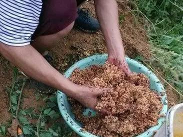 鲫鱼打窝花生饼好还是豆饼效果好,用豆饼打窝得提前多长时间能见效