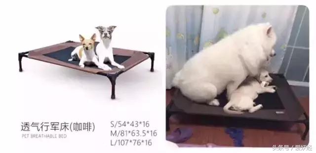 Todayis七夕,这盆狗粮爱妖经替你验过,放心吃吧