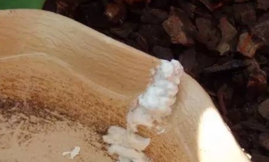 陆龟排酸什么意思,怎样帮助陆龟排便