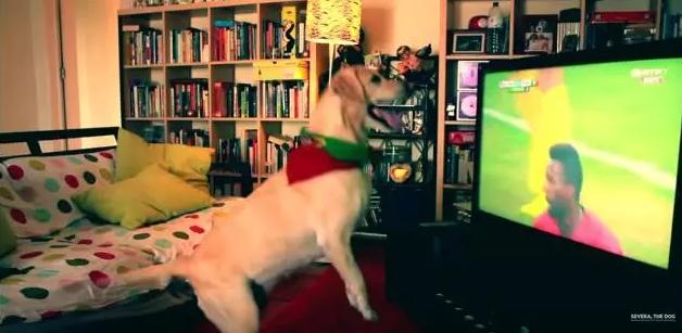 宠物狗兴奋的跟疯了一样,狗蹦蹦跳跳很激动